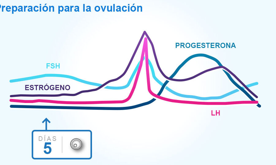 informacion sobre ovulacion y menstruacion