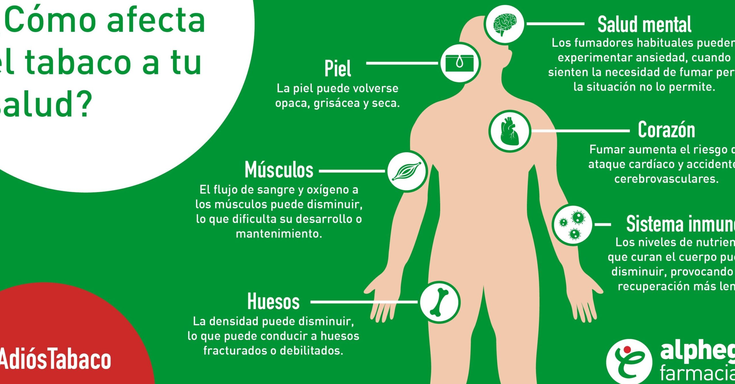 relacion entre dejar de fumar y crecimiento muscular